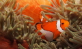  clown fish anemone  